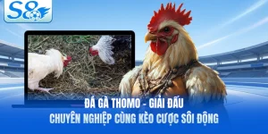 Đá Gà Thomo - Giải Đấu Chuyên Nghiệp Cùng Kèo Cược Sôi Động