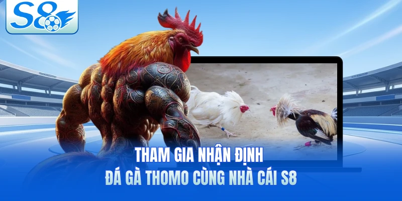 Tham gia nhận định đá gà Thomo cùng nhà cái S8