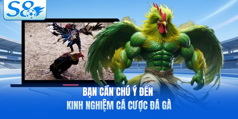 Bạn cần chú ý đến kinh nghiệm cá cược đá gà 