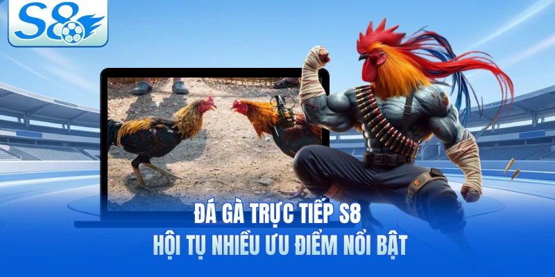 Đá gà trực tiếp S8 hội tụ nhiều ưu điểm nổi bật
