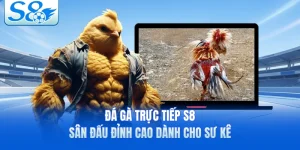Đá Gà Trực Tiếp S8 - Sân Đấu Đỉnh Cao Dành Cho Sư Kê