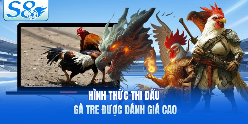 Hình thức thi đấu gà tre được đánh giá cao